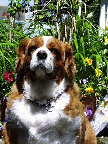 Charlie the Cavalier King Charles Spaniel puppy is sitting in front of a lot of flowers