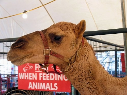 Close Up - The left side of a Camel Head with a sign behind it that reads - Hold Hand Flat When Feeding Animals