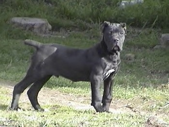 A silver Cane Corso Italiano puppy is standing outside and looking at the camera holder. There are Two tree stumps and large grass in the background