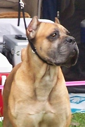 Duce the Cane Corso Italianos is sitting outside in front of a bunch of ice boxes. Duce is looking to the right