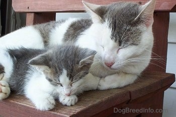 An adult gray and white cat outside taking a nap on a red wooden bench next to a gray and white kitten