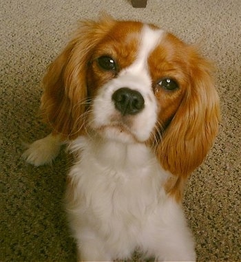 Annie the Cavalier King Charles Spaniel is laying on a carpet and looking towards the camera holder