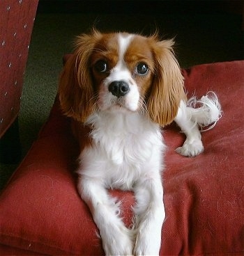 Annie the Cavalier King Charles Spaniel Puppy is laying on a red dog bed that is next to a red couch