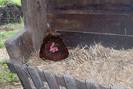 A reddish-brown hen laying on hay up on a hay older inside of a chicken coop.