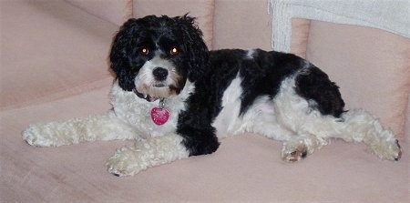Minnie the black and white Cockapoo is laying on a couch and looking towards the camera holder