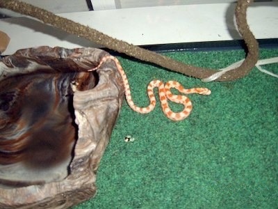 A Snake is coiled next to a stick on a green carpet