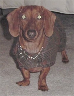 Dexter the Dachshund is wearing a silver choke chain and a brown plaid sweater