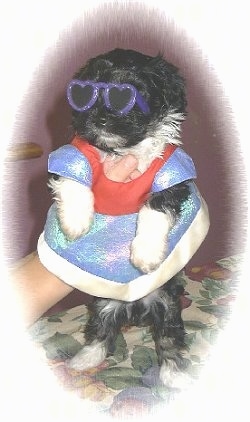 Miss Leyla the Havanese Puppy is wearing purple sunglasses and a dress. A persons hand is up the dress holding the pup up in the air