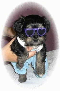 Wally the Havanese Puppy is wearing purple glasses with Blue pants and a white shirt. It is being held in the air by a person