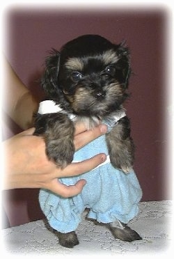 Wally the black and tan Havanese puppy is wearing blue trousers being held up on a table.