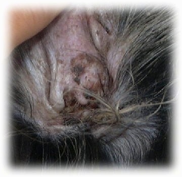 Close up - The inside of a dirty dog ear. A person is holding the ear flipped out.