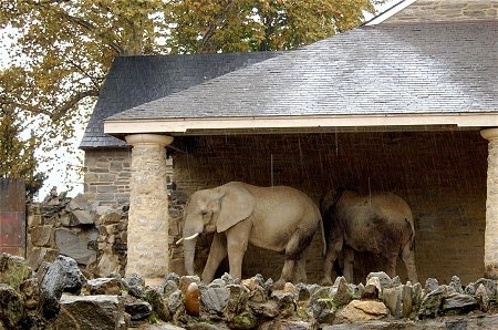 Two Elephants are standing under a structure to get out of the rain