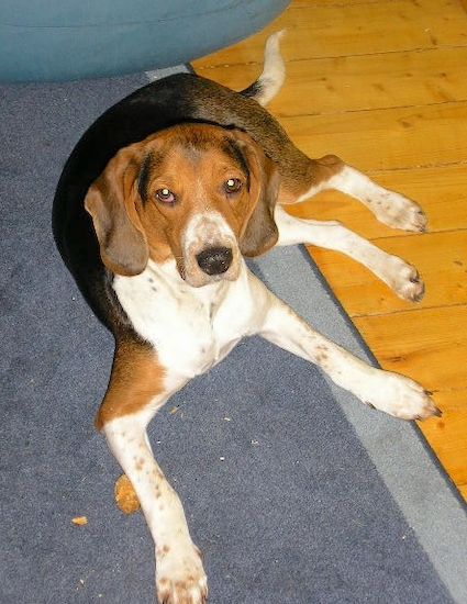 Nike the black, white and brown tricolor Estonian Hound is laying on a blue rug next to a hardwood floor.