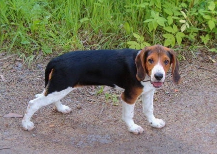 Nike the black, tan and white Estonian Hound puppy is standing on a path that is next to grass and weeds and looking to the left
