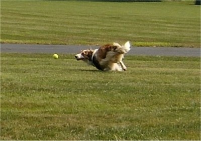 Action shot - A brown and white with black Scotch Collie is running after a green tennis ball in a field.