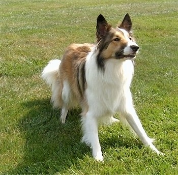 A brown and white with black Scotch Collie dog is beginning to kneel in grass, it is looking up and to the right. It looks like it is preparing to grab an item out of the air.