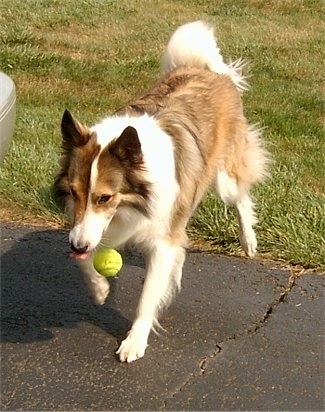 A brown and white with black Scotch Collie is walking on to a driveway and it is dropping a green tennis ball.