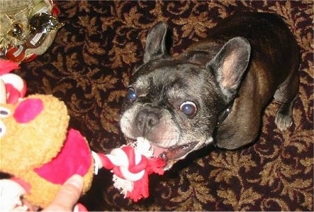 A black with white French Bulldog is sitting on a rug and biting at a dog toy with rope legs