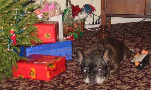 A black with white French Bulldog is laying down next to a pile of presents under a Christmas tree