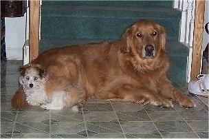 A Golden Retriever is laying in front of a staircase with a tan with white Havanese puppy laying at the back side of it