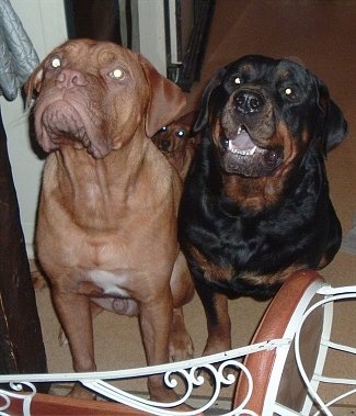 A brown with white Dogue de Bordeaux is sitting next to a black and tan Rottweiler who has its mouth open showing its black tongue. There is a tiny brown dog sitting behind them in front of a chair