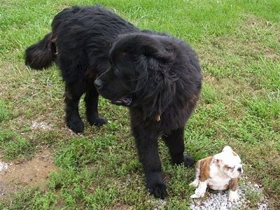 A black Newfoundland is standing in a field and looking to the left. There is a small brown with white bullldog puppy sitting in front of it