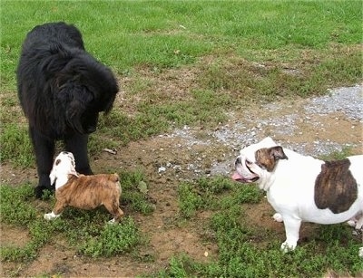 A black Newfoundland is standing in a field with a brown with white Bulldog puppy standing under its chin looking up at it. There is a white with brown Bulldog standing in front of it panting.