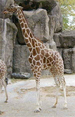 The left side of a Giraffe that is standing in sand and in front of large rocks.