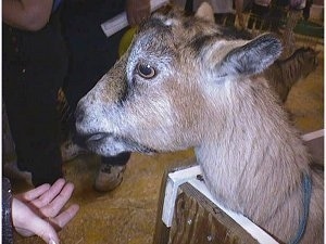 Close up Left Profile - The head of a brown with white and black Goat is preparing to eat a treat out of a persons hand.