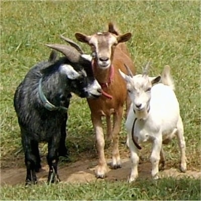Three goats are standing in a dirt patch. Two of them are looking forward and the third goat is sticking its tongue out at the others.