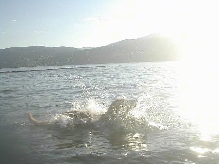 A Golden Labrador is splashing and swimming in a body of water with mountains in the distance and the sun shining on the water.