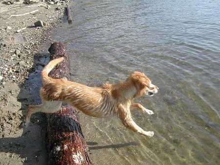 Action shot - A Golden Labrador is jumping over a log into a body of water