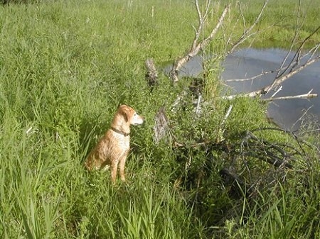 A Golden Labrador is sitting in tall grass behind a tree looking over a body of water.