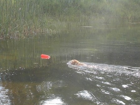 A Golden Labrador dog is swimming to an orane toy in a body of water