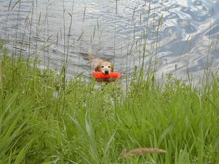 A Golden Labrador, with an orange floatie in its mouth, is swimming to shore with tall grass around it