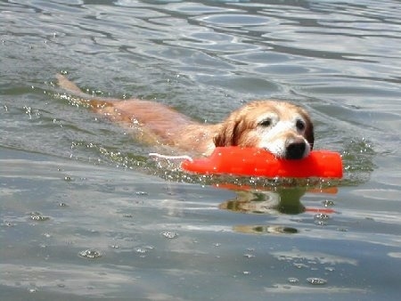 A Golden Labrador has an orange floatie in its mouth and is swimming through a body of water