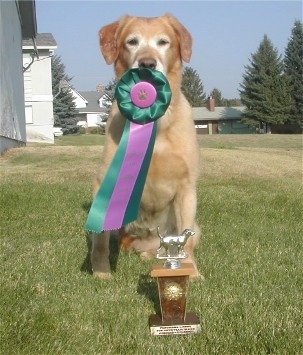 A Golden Labrador is sitting in front of a trophy. It has a green and purple ribbon in its mouth