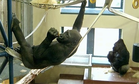 One gorilla hanging in a hammock and another gorilla looking out of a window