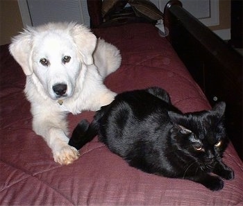 A Great Pyrenees puppy is laying on a humans maroon bed behind a black Cat