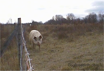 A huge hog is walking down a fenceline and it is looking forward.