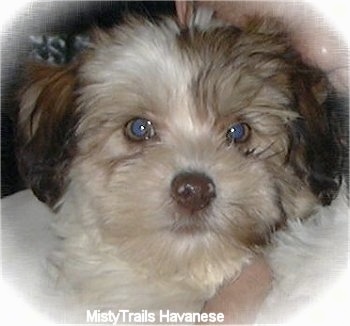 Close up head shot - A tan and brown Havanese puppy is looking forward.