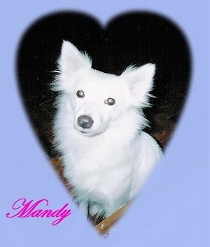 A Japanese Spitz is sitting on a floor and looking up. There is a heart vignette around the dog. The words 'Mandy' is overlayed at the bottom of the image.