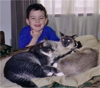 Three cats are laying on a bed and there is a young boy behind them. The boy is looking forward and smiling.