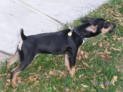 A black and tan with white Kemmer Feist is standing in grass with a sidewalk behind it pulling forward on the leash barking