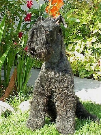 A black Kerry Blue Terrier is sitting in grass next to a flower bed