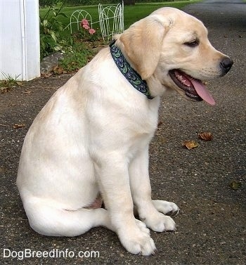 A yellow Labrador Retriever puppy is sitting on a black top surface. Its mouth is open and tongue is out. There is a white building and a flower bed with pink flowers in the distance.