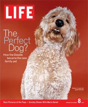 A Goldendoodle is on the Cover of a 2004 issue of life magazine