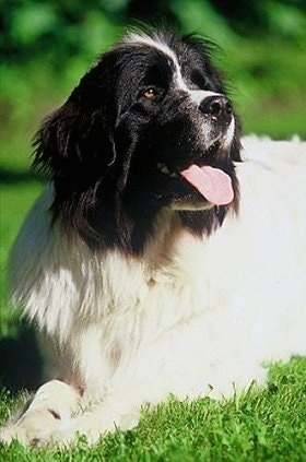 Front view upper body shot - A large, black and white Landseer is laying in grass and looking relaxed up and to the right. Its mouth is open and tongue is out.