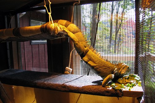 An iguana off of the third level of its cage on to the second one under a heat lamp.