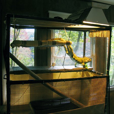 A browm iguana is standing on the second level of its cage under a heat lamp.